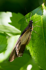 Papilio dardanus cenea
