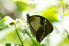 Papilio dardanus cenea