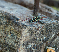 Placosternus difficilis