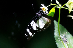 Amauris ochlea ochlea