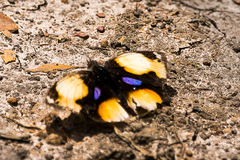 Junonia hierta cebrene