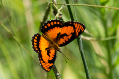 Byblia anvatara acheloia