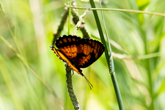 Byblia anvatara acheloia
