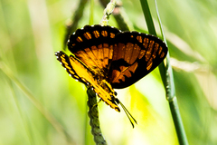 Byblia anvatara acheloia
