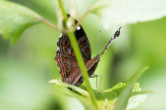 Junonia natalica natalica