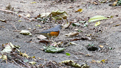 Turdus hortulorum
