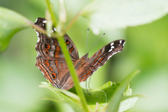 Junonia natalica natalica