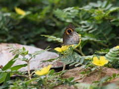 Ypthima aphnius