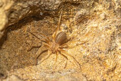 Loxosceles rufescens