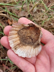 Pecten fumatus