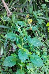 Crassocephalum crepidioides