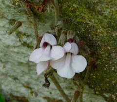 Streptocarpus pole-evansii
