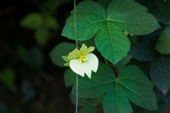 Dalechampia capensis