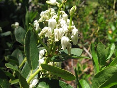 Leucothoe davisiae