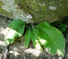 Streptocarpus pole-evansii