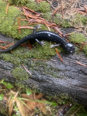 Aneides flavipunctatus