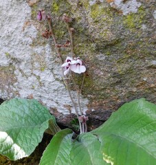 Streptocarpus pole-evansii