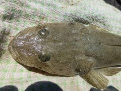 Platycephalus australis