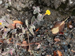 Erythranthe willisii