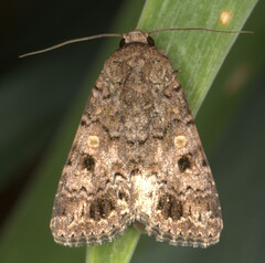 Spodoptera cilium