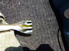 Platycephalus australis