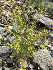 Streptanthus polygaloides