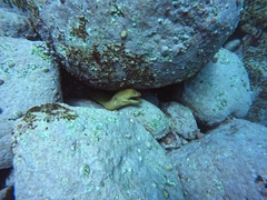 Gymnothorax prasinus