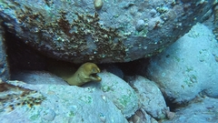 Gymnothorax prasinus