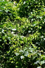 Dioscorea cotinifolia