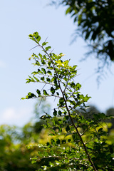 Dovyalis rhamnoides