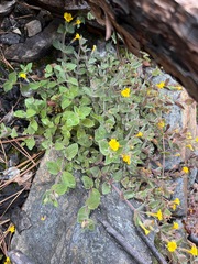 Erythranthe willisii