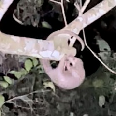 Phataginus tricuspis