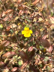 Erythranthe percaulis