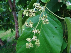 Cordia sulcata