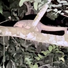 Phataginus tricuspis