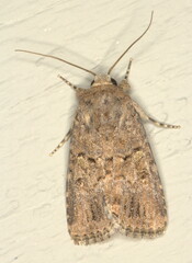Spodoptera exempta