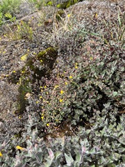 Erythranthe percaulis