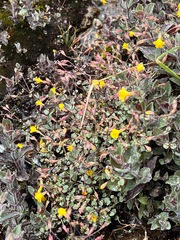 Erythranthe percaulis