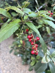 Rivina humilis