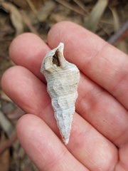 Pyrazus ebeninus