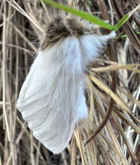 Trichiocercus mesomelas