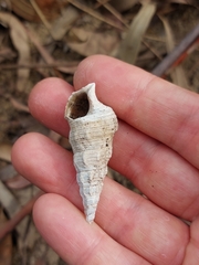 Pyrazus ebeninus
