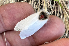 Trichiocercus mesomelas