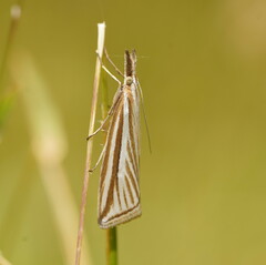 Hednota grammellus