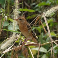 Ploceus philippinus