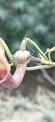 Aristolochia baetica