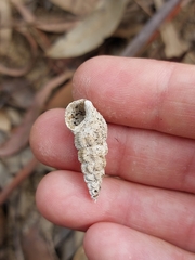 Batillaria australis