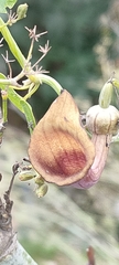 Aristolochia baetica