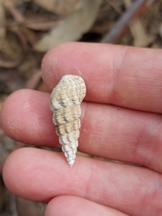 Batillaria australis