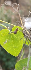 Aristolochia baetica